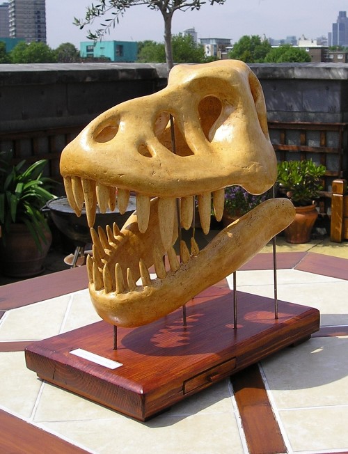 plaster fossil T-Rex skull