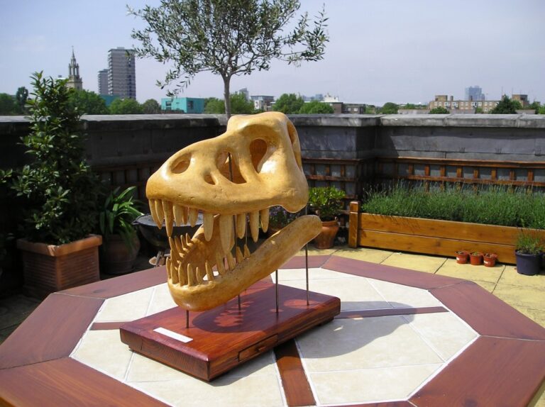 plaster T-Rex fossil skull